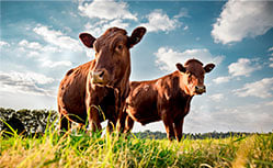 cattle grazing on grass