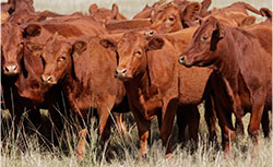 Australia's leading agriculture recruitment specialists labour hire seasonal workers cattle