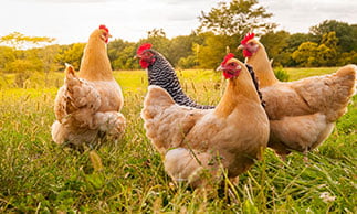 chickens in farm