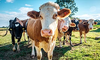 cows in darwin farm