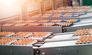 eggs in processing facility