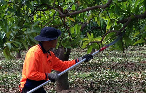 farm worker tending tree