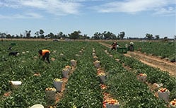 australia's leading agriculture labour hire company casual permanent season workers fruit picking crop harvest