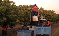 farm workers harvesting fruit