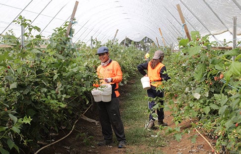 farm workers harvesting crops
