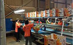 farm workers packing fruit