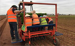 darwin farm workers planting crops