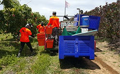 Fruit pickers Australia's leading agriculture recruitment specialists labour hire seasonal workers