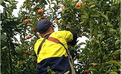 Australia's leading agriculture recruitment specialists labour hire seasonal workers