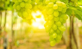 grapes on vines