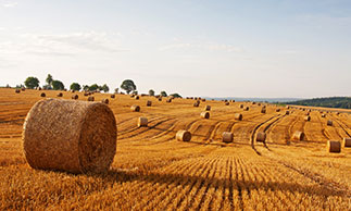 hay bales on farm