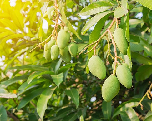 mangoes on tree