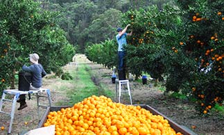 Australia's leading agriculture recruitment specialists labour hire seasonal workers