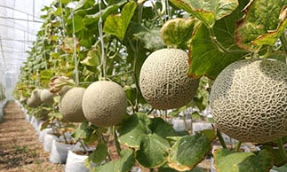 rockmelons growing in farm