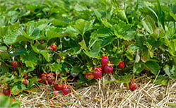 Australia's leading agriculture recruitment specialists labour hire seasonal workers