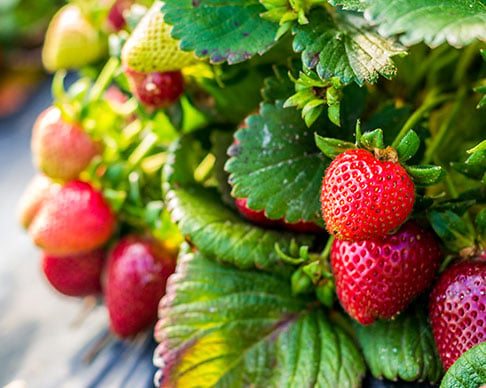 western australia farm fresh strawberries