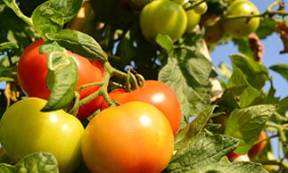 tomatoes growing on tree