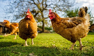 chickens roaming on farm