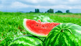 watermelons on darwin farm