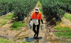 Australia's leading agriculture recruitment specialists labour hire seasonal workers