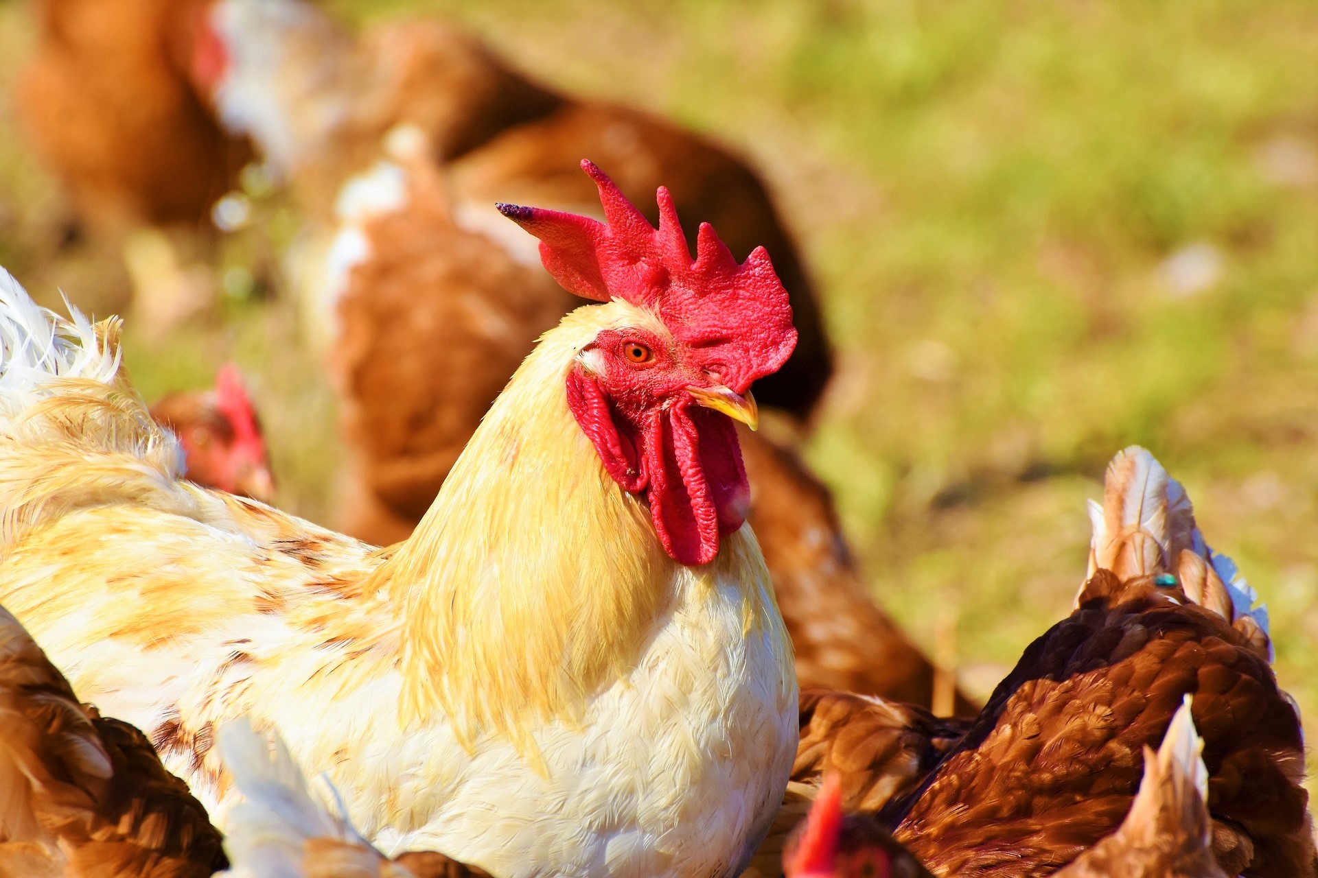 Agri Labour Australia poultry industry recruitment solutions staffing solutions for poultry industry chicken handling find jobs in poultry chicken farms jobs