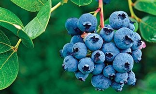 Blueberry Jobs + Australia