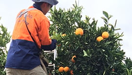 Australia's leading agriculture recruitment specialists labour hire seasonal workers