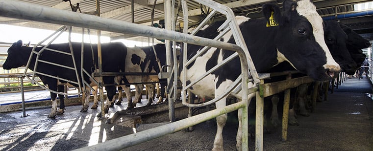 Agri Labour Australia sources reliable candidates for farm dairy work in Australia