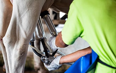 Dairy Farm Jobs - Agri Labour Australia