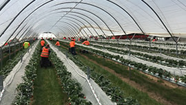 Agri Labour Australia is leading recruiter of farm work