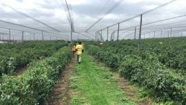 apple orchard in tasmania