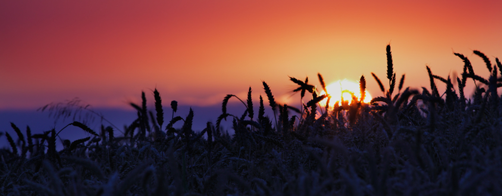 wheat field sunset