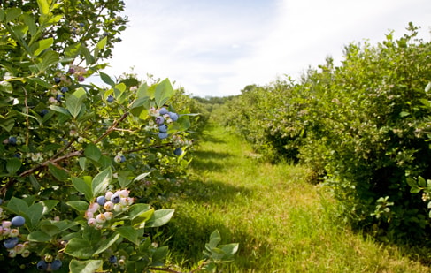 Blueberry Picking