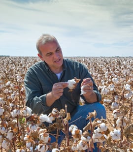 Cotton harvest