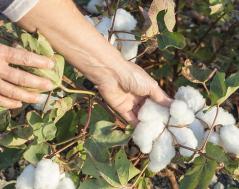Cotton jobs Australia