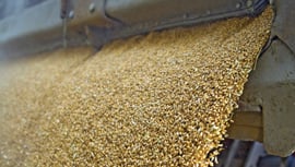 Grain harvest jobs