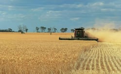 Grain harvest