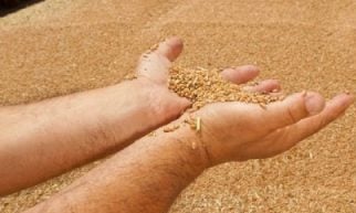 Grain harvest jobs