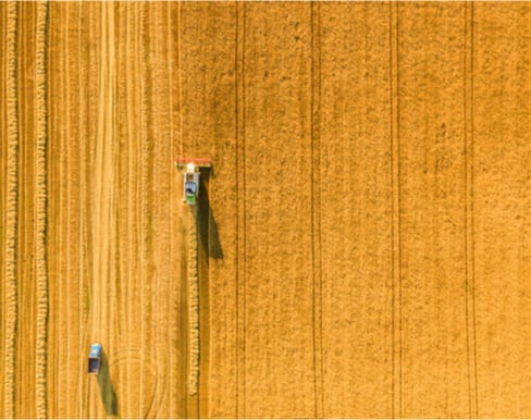 Grain harvest