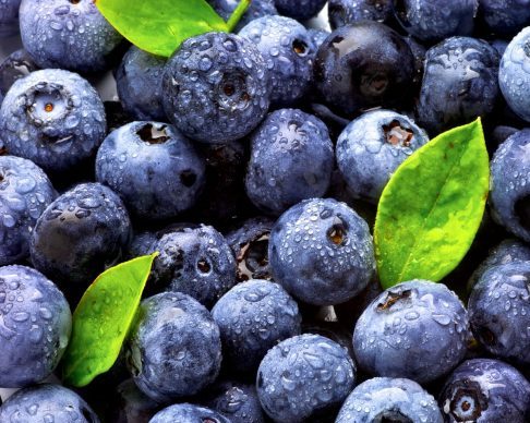 Blueberry Harvest