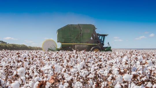 Cotton Jobs