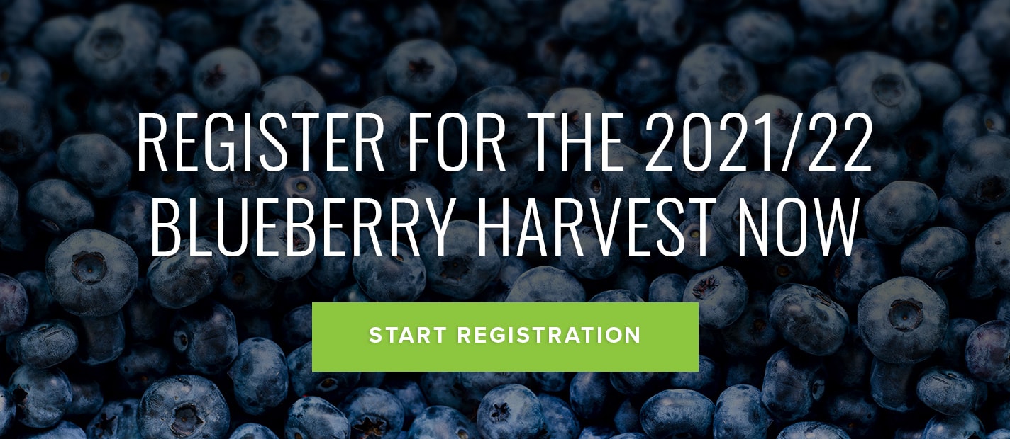 2021 Blueberry harvest