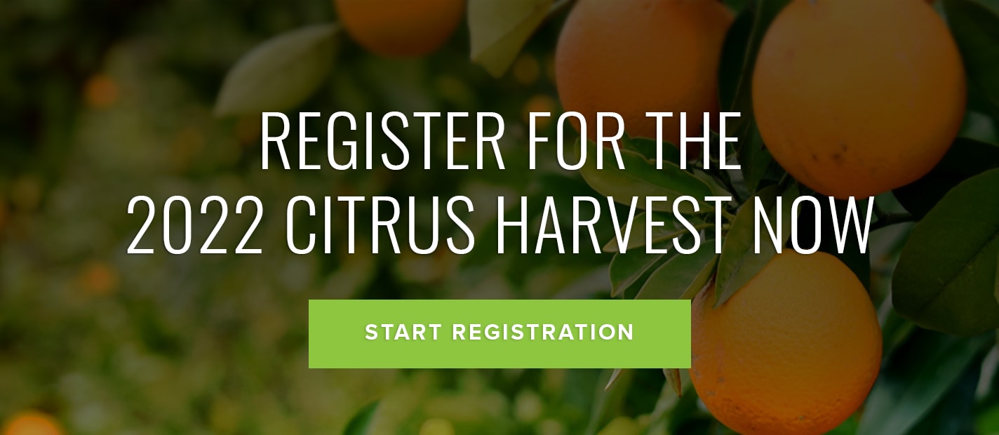 Citrus Harvest Jobs in Australia