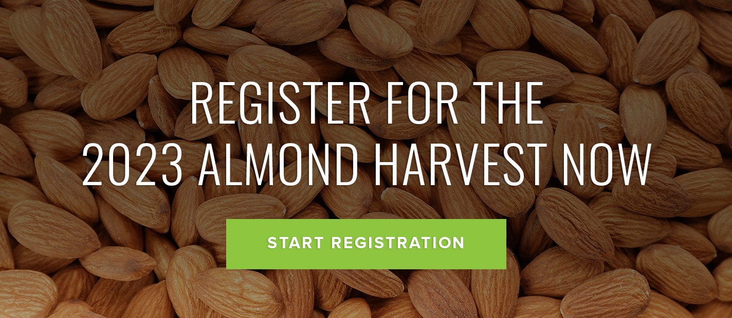 Almond Harvest Jobs in Australia Agri Labour Australia