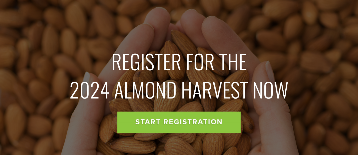 Almond Harvest Jobs in Australia Agri Labour Australia