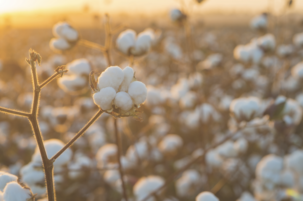Full-Season Reliability for Remote Cotton Ginning Facility