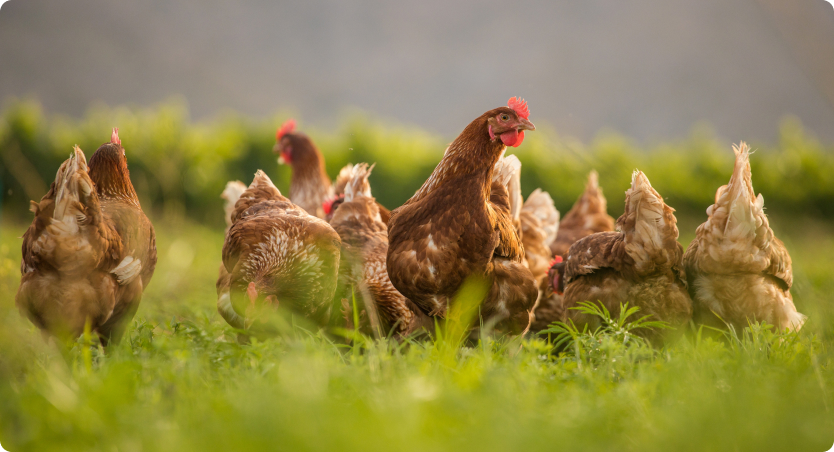Large flock of chickens in commercial poultry farming facility