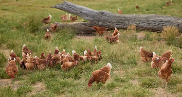 Free range chickens