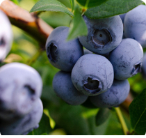 Blueberries