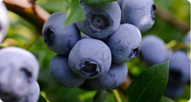 Seasonal harvests